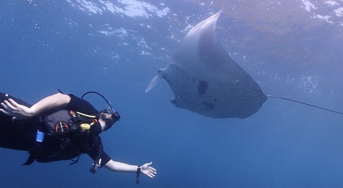 Scuba diver face to face with a manta ray in the clear blue waters of the Mexican Caribbean